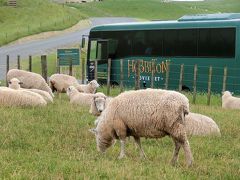 ホビット村、ホビトンに到着です。
ここからはまだ、スタジオセットのようなものは見えませんが、土地の持ち主であるアレクサンダーさんの羊が沢山います。

ツアーは奥に写っているようなバスに乗って、２０人くらいで１グループになって向かいます。