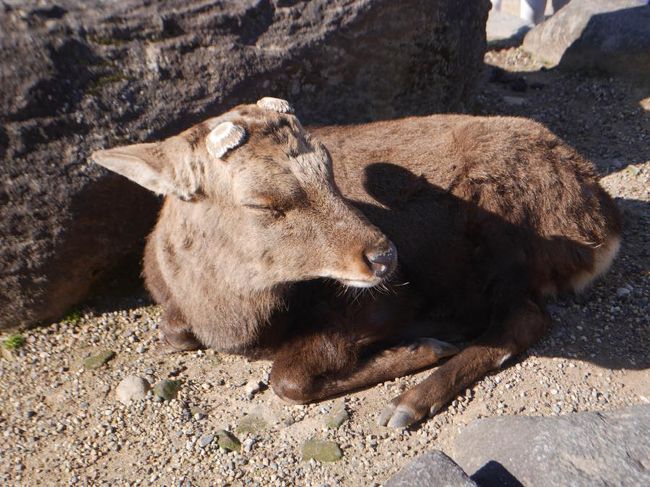 近くには鹿さん。可愛い。。。