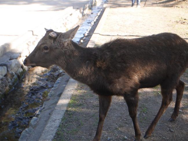 でも、鹿に餌をあげれて子供達は大喜びです！