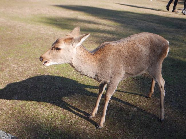 特に可愛い小鹿さんは大人気！