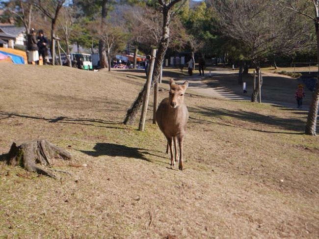 走って追いかけてました。