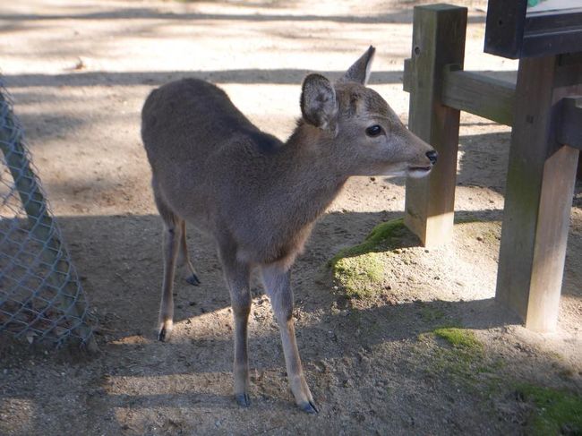 大仏殿を出ると、鹿さんがよってきました。<br /><br />この写真の子鹿は可愛くて大人気でした！