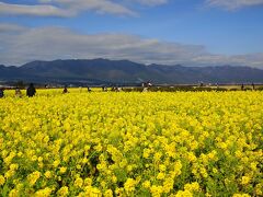 この時期、ココも恒例の立ち寄りポイントとなりました。

守山市の第一なぎさ公園です。「寒咲花菜」カンザキナバナという早咲きの菜の花が約１２，０００本ほど咲きます。

見頃は1月下旬〜2月下旬頃なのですが、今年は全然時期がずれています。

もうすでに満開で、早くも白く色落ちしている花があります。