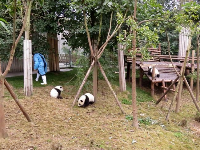 四川小熊猫紀行【1】 成都大熊猫繁殖研究基地 憧れのシセン