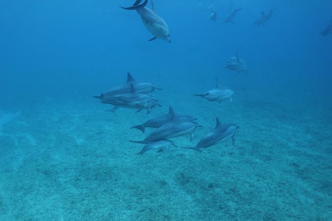 50頭程の群れになって泳いでいるイルカを真近で見る事が出来ました。