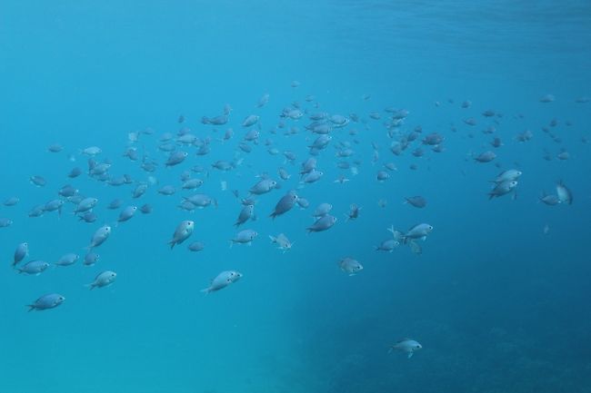 お魚もこんなにたくさんいました。<br /><br />実は、、 このイルカとウミガメ。。<br />一番見せてあげたかったパパと娘は海の中で見る事が出来ませんでした。。<br /><br />3人共、ウェットをレンタルして着ていたんだけど、あまり陽が当たらなくて、娘が寒さに耐えられず、、 <br />一番に船からダイブしたママは見れたのですが、その後続いてくるはずの娘が寒くて来れず。パパも自動的に娘と一緒に船の上から見ている事に。。<br /><br />船の上からはイルカの群れが沢山見れて、それはそれでとっても喜んでいたのですが。。<br /><br />他にも小さいお子さん連れや、少し船酔いしてしまった人もちらほら、船の上から見ていました。<br /><br />次は家族揃ってみんなで野生のイルカと泳ぎたいなぁ。。<br /><br /><br /><br />