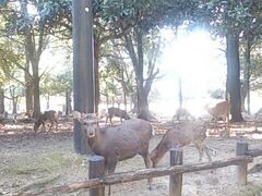 奈良と言えば鹿。どこにでもいてちょっと怖い。遠くから写真を撮ってすたすたと春日大社へ。