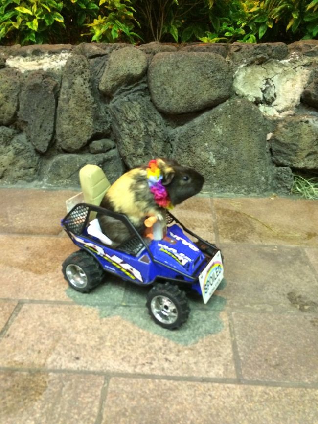 街中でこんなものもいたり。。<br /><br />可愛い。本物です。笑