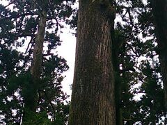 大きな杉？の木。
神社は落ち着く。

が、外国人が多くてワサワサしていた。