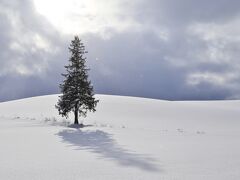 クリスマスツリーの木

ちょうど晴れ間が出てきました。