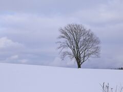 哲学の木

雪原に立つ孤高の木といった風情です。
