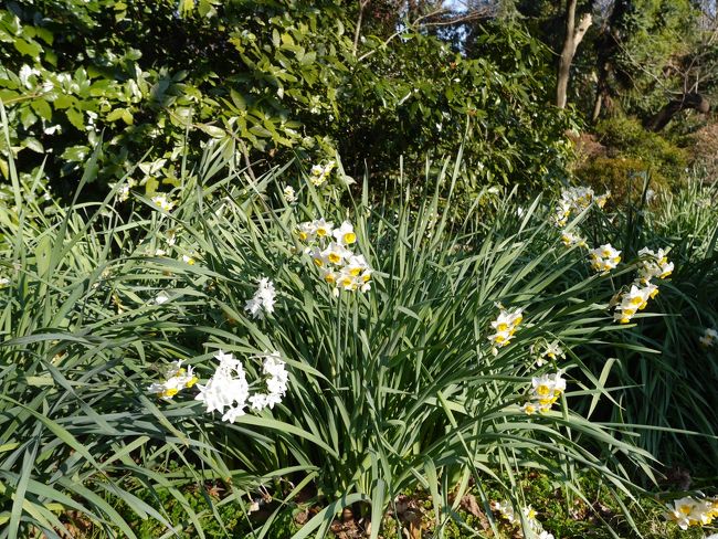  ニホンズイセン