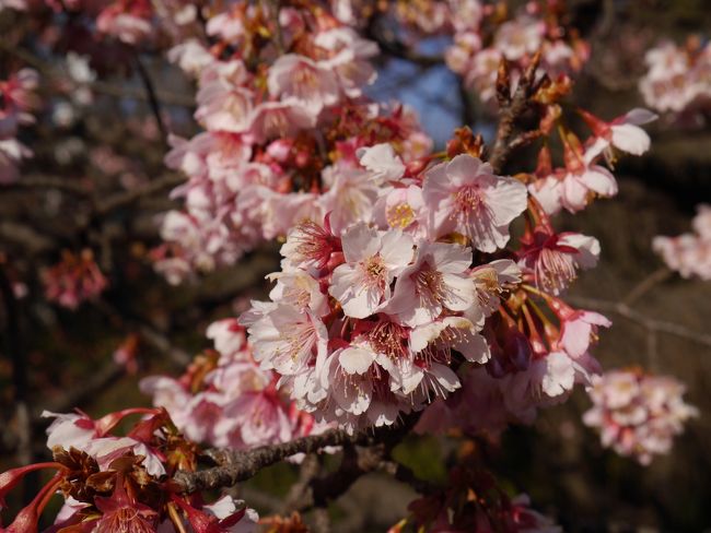 二分咲き程度か