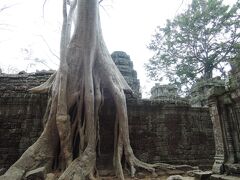 タプロームは木が有名