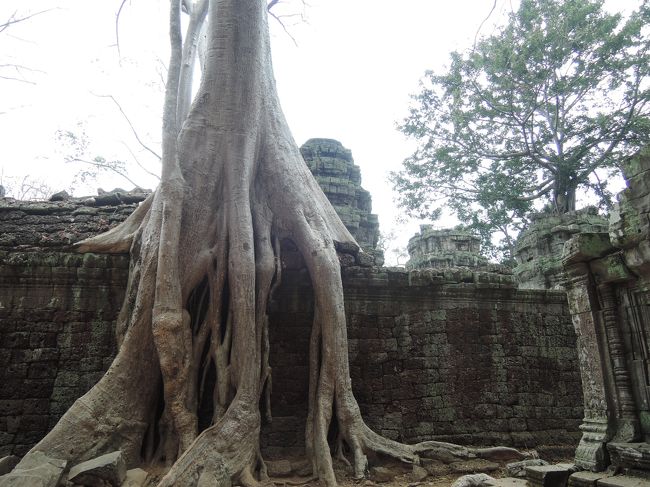 タプロームは木が有名