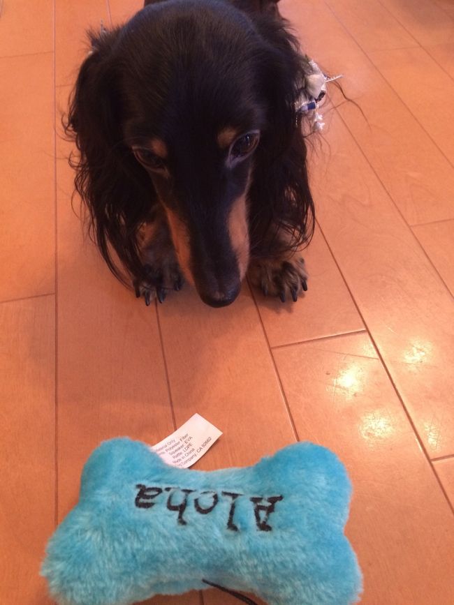 帰国日翌日... 大晦日12月31日。<br />しばらくぶりに愛犬マカプウと再会。<br /><br />今回は２つのお土産。<br /><br />8日間無事にお留守番出来ました。<br />お利口にしてたかどうかは... わかりませんが。笑<br />