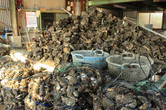 すごい牡蛎の山、てんこ盛りです！