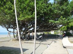 浜辺にはマングローブの木が茂っていました。また遊歩道も整備されておりカップルのデートコースには最適かも？