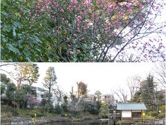 鍋島松涛公園の紅梅

もう紅梅が咲いていました。

鍋島家は、紀伊徳川家の下屋敷の払い下げを受け、明治9年に茶園を開いて「松濤」の銘で茶を売り出しました。（これが現在も地名に使われています。）
茶園が廃止されてからは、湧水地を中心とする一画が児童遊園として公開され、昭和7年に東京市に寄贈された後、渋谷区に移管されました。
遊具や池の周りにベンチが配置され、桜が咲く時期には多くの人が花見に訪れます。

