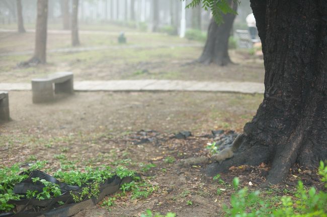 目の端になにやら動く茶色の影。<br /><br />リスです！デカい！<br />バリとかタイとか、割と海外ではリスは普通に見ることができる印象ですが、ここ台南のリスはめっちゃデカい！<br />最初イタチか何かかと思いました。<br /><br />後でググってみると、日本にも大量に流れてきてるみたいですね。台湾リス。