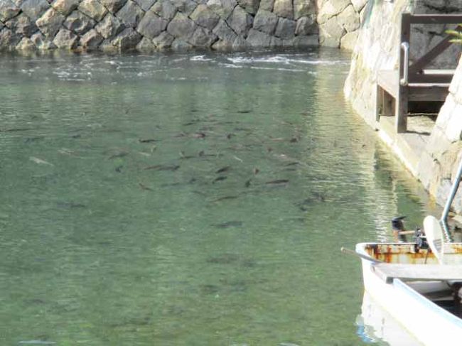 鯉じゃなくて　鯛<br />食いつきが鯉より上品だったよ<br /><br />イシダイっぽい縞のあるヤツと<br />小さなクサフグもいたよ<br />さすが　海！！