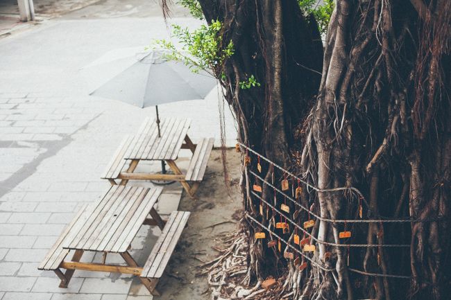 願いの大樹。<br />旅の大好きな風景の一つです。