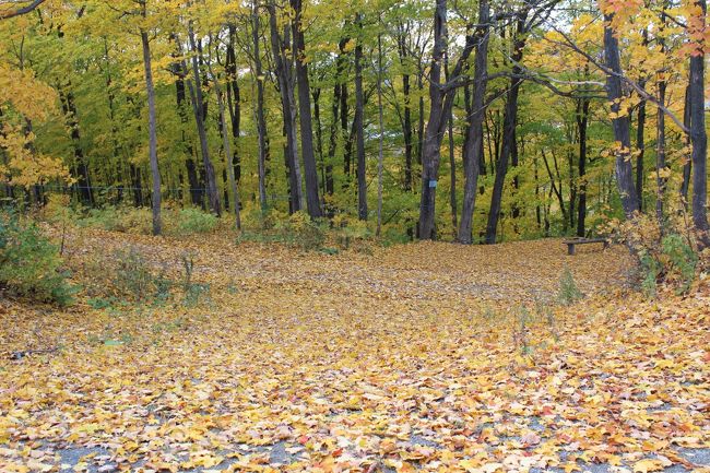沢山の楓の木々