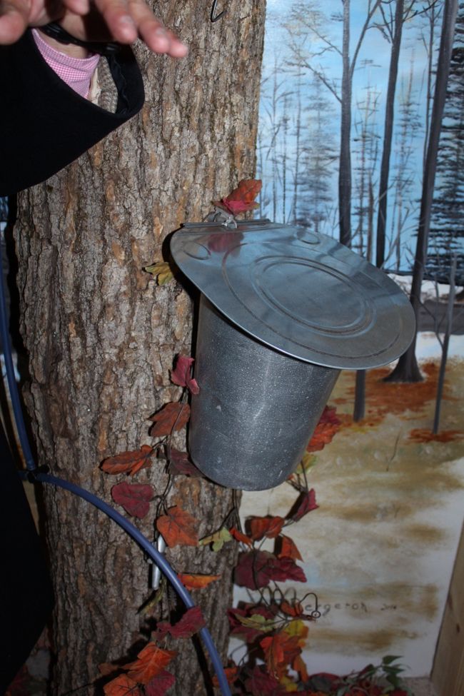 このように楓の木から樹液を取り出します。