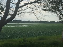 長沼のほとりにあるヴィーナスの湯に来たら
長沼が蓮の花盛りでした