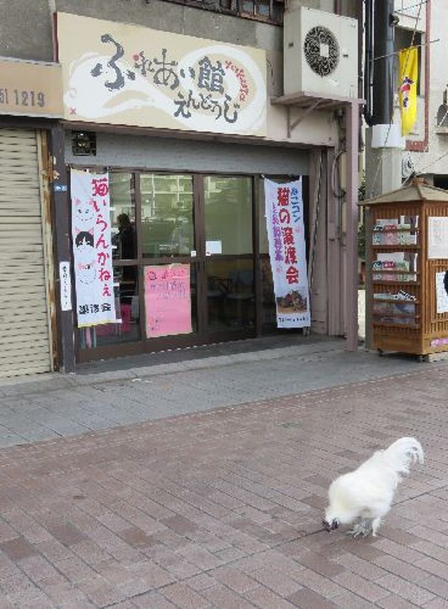 鶏……？<br />ふれあい館では猫の譲渡会が開催中。<br /><br />「ふれあい館えんとうじ」