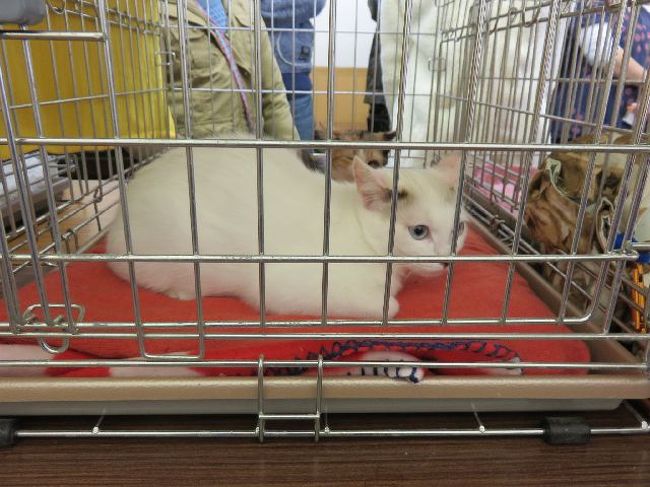 猫飼うならこういう所から引き取りたいのに、地元では中々見かけない。<br />…名古屋は遠いな。