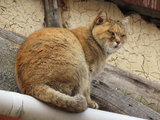 ニャーニャー鳴くけれど降りては来ない。