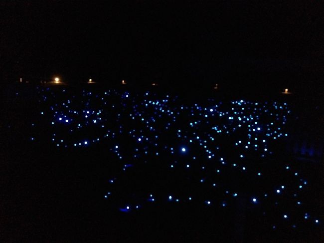 暗くて見えにくいですが、知恩院のライトアップ。<br />お庭が、ブルーのLEDで光り方が変化します。<br />綺麗。