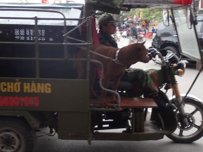 犬を乗せて、おそらく緑色服なので、軍人だと思う。