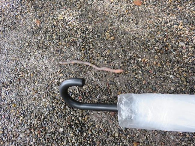 長いミミズ、ここじゃ踏まれてしまうし土に潜れんだろうと枯葉の上へ。<br />無事、ウネウネと潜って行った模様。