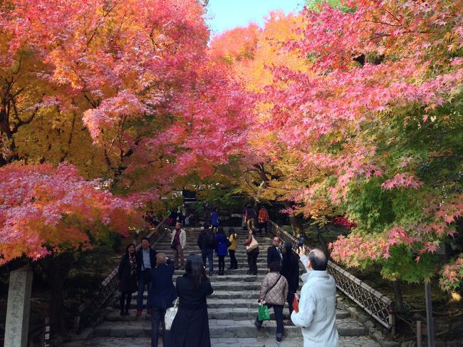 龍安寺は、まさに見ごろ真っ只中！<br /><br />色のグラデーションに加えて、上の方に行くにつれて、緑の葉もまだあって、さらに色味が増して綺麗でした。