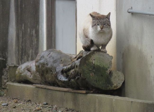 今回の‘新幹線＋ホテル＋三英傑 城めぐり’のプラン。<br />一つ、岡崎城と三河武士のやかた家康館だけが行けなかったのが残念。<br /><br />天気は悪かったけれど、月曜の東京は酷かったし二日後には名古屋は大雪。<br />もしかしたら運が良かったのかも？って後から思った旅行だった。<br /><br />雨宿りしていた猫だと思っていたけれど、よく見たら別猫だった。
