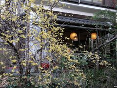 明月院の参道にある甘味屋の前の蝋梅

小川を覆うように咲いている蝋梅