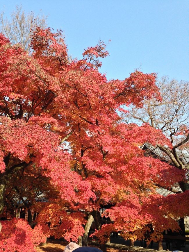 3日目は、伏見稲荷へ。<br />ここも、鳥居の色と紅葉が重なって、綺麗でした。！