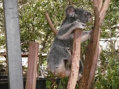 車でLone Pine Koala Sanctuaryへ移動。シティからM1経由で20分ほどだったと思います。お決まりのコアラだっこの写真を撮りましたが、どちらかというとその後のカンガルーの餌やりのほうが楽しかったです。