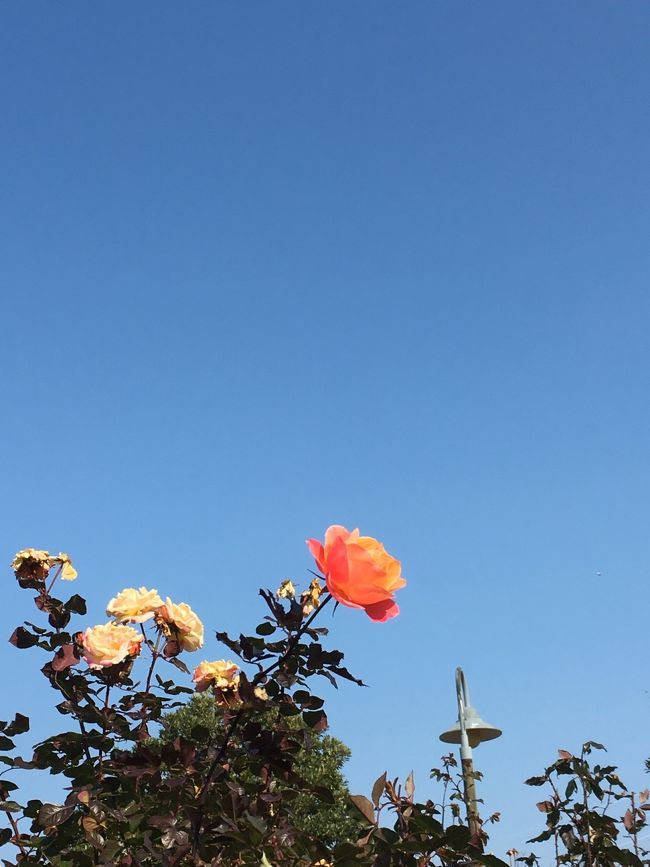 もう剪定されてありませんが薔薇も咲いてました！