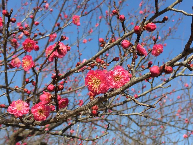 ここ小田原フラワーガーデンは、ほぼ無料です。トロピカルルームとやらがあってそこだけ有料なんですが、外専門の私はいつでも無料です。