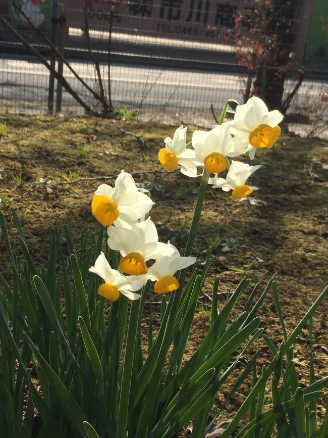 色んなお花があちこちに…。スイセンもきれいです。犬のお散歩にも最適。…私は犬飼ってないけど。穏やかで平和な時間が流れます。