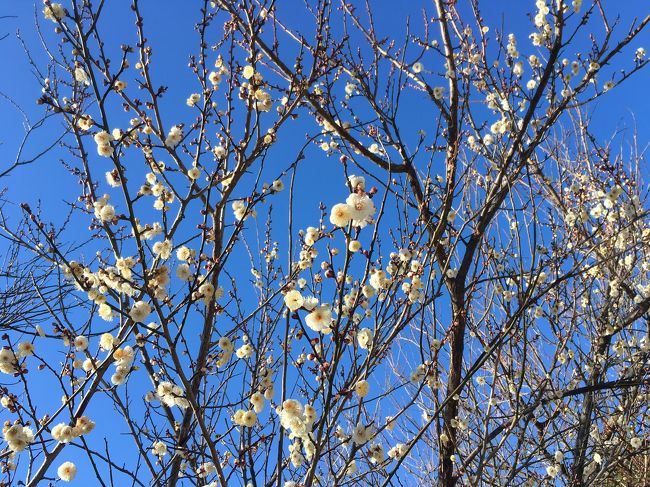 空も真っ青で気分爽快です。ここから後の写真が１月２４日に撮影したものです。