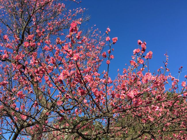 写真には収めてきませんでしたが、園内にはテーブルと椅子があちこちに置いてあり天気がよければお弁当持参てのもありです！…但し、今はちと寒いかな。