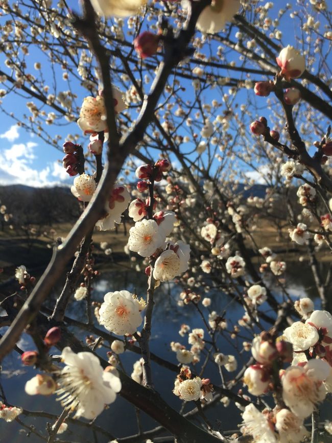 梅まつりは、１月３０日からです。今までは薔薇の時期にしか行ってなかったけど、満開になったらきっと素晴らしい景色だろうなーって今から楽しみです😊