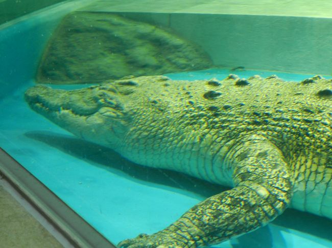 生きてるミュージアム Nifrel ニフレル エキスポシティ Expocity でオフ会 その2 吹田 万博公園 大阪 の旅行記 ブログ By Joecoolさん フォートラベル 生きてるミュージアム Nifrel ニフレル エキスポシティ Expocity でオフ会 その2 吹田 万博公園 大阪 の旅行記 ブログ By Joecoolさん フォートラベル