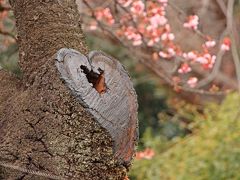 寒桜には枝を落とした跡があり、その切り株がハート型。

もうすぐ迎えるバレンタインを意識したわけではないとは思うが、思わぬところにハートを発見して、なんだか幸せな気分♪
