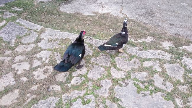 この鳥の方が興味あります。<br />何だこの鳥？？ニワトリか？<br /><br />まっまさか幻のヤンバルクイナ？<br />