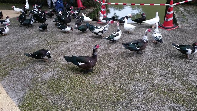 この鳥は「バリケン」という鳥なんだそうです。<br />もともと南米原産の〔野バリケン〕という野生のカモの一種を家畜化したもので、タイワンアヒル、フランス鴨と呼ばれるものらしいです。食用で導入されたんですが、食用として定着することなく野生化したそうです。